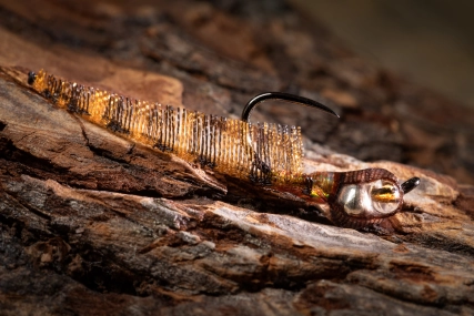 A hint of gold in the eye A hint of gold in the eye