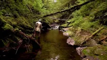 Video thumb for A Small stream in low water