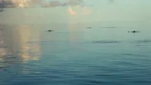 Video thumb for Silver Lining