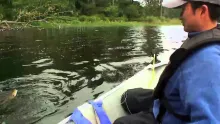 Video thumb for Tiny bass on the fly