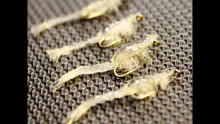 Video thumb for Epoxy Mysis Shrimp