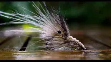 Video thumb for Tan Shrimp