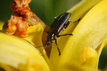 User submitted picture: Found this beetle on a ye...
