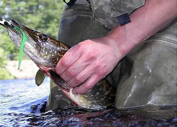 User submitted picture: Unhooking small pike